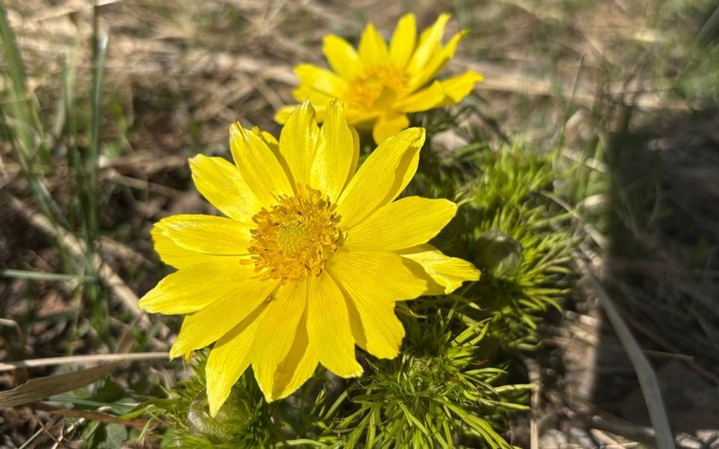 Первые весенние цветы распустились в нацпарке Бурабая 
