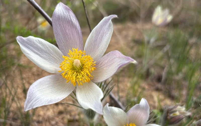 Первые весенние цветы распустились в нацпарке Бурабая 