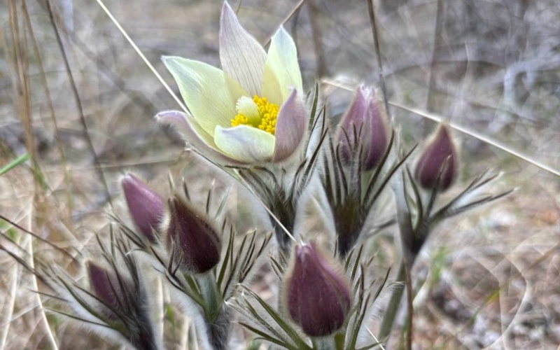 Первые весенние цветы распустились в нацпарке Бурабая 