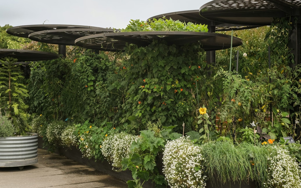 Indonesia expands biodiversity record with three new plant discoveries