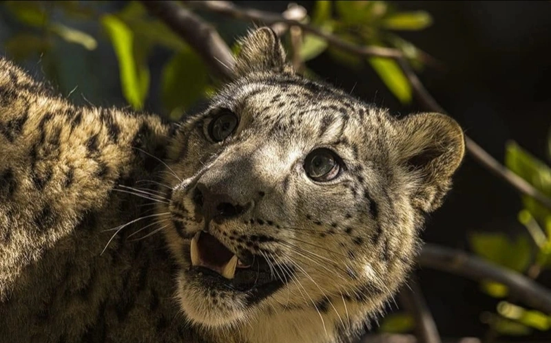 Snow leopard captured on camera in Altyn-Emel National Park