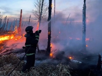 ТЖМ құтқарушылары орманды алапат өрттен қорғап қалды