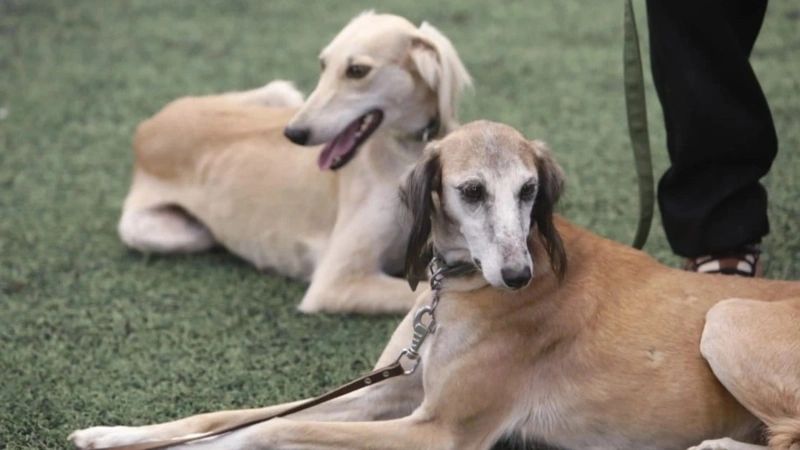 Kazakhstan establishes new holiday 