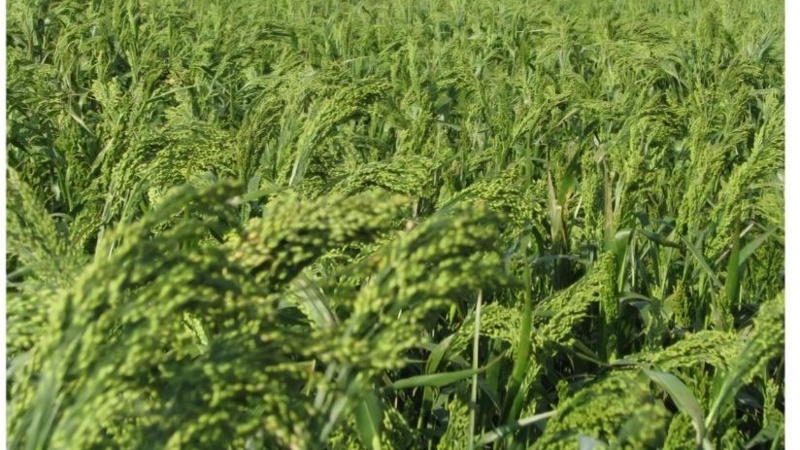 Kazakh scientists patent drought-resistant crops