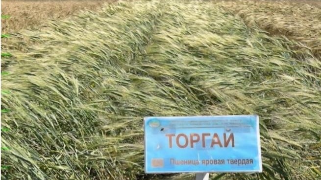 Kazakh scientists patent drought-resistant crops