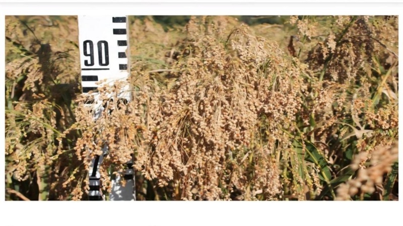 Kazakh scientists patent drought-resistant crops