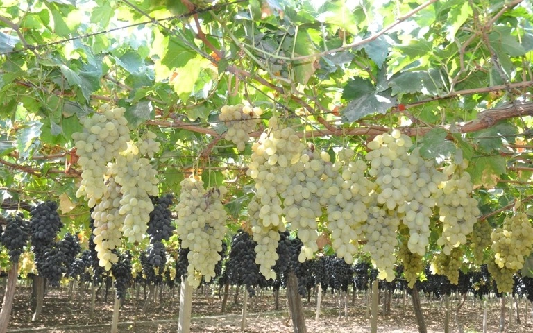 Tajikistan expands orchards and vineyards under 2025–2029 Agriculture Program
