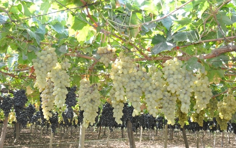 Tajikistan expands orchards and vineyards under 2025–2029 Agriculture Program
