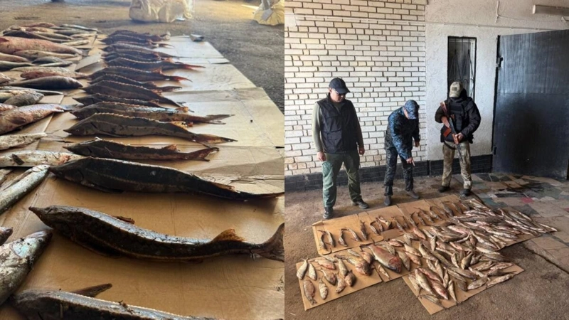 Batys Qazaqstanda zańsyz balyq tasymaldaǵan birneshe kúdikti ustaldy