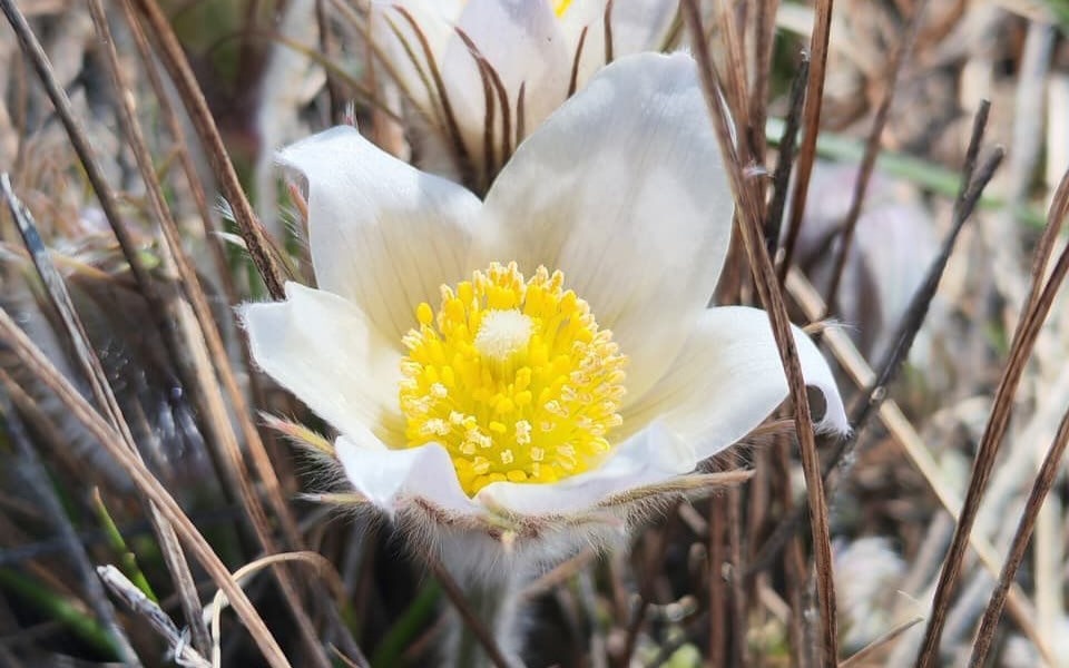 Ертіс орманында Қызыл кітапқа енген өсімдіктер гүлдеп жатыр