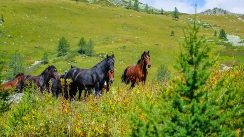 Президент биоалуантүрлілікті сақтау шараларының нәтижесін атады