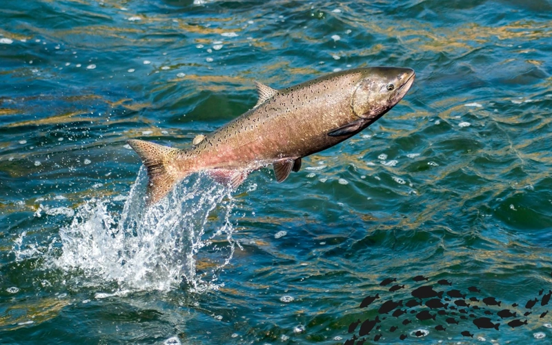 Fish, pollution, salmon, ecology, environment, water, nature