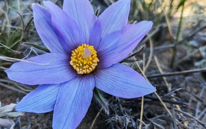 额尔齐斯森林花开正盛 官方提醒：违规采摘将被追责