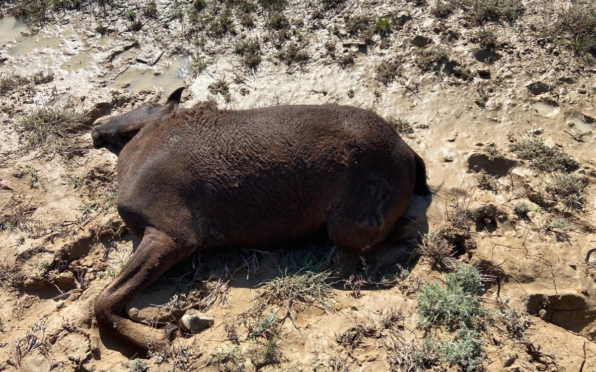 Маңғыстауда нөсер салдарынан қырылған жылқылардың саны есептеліп жатыр