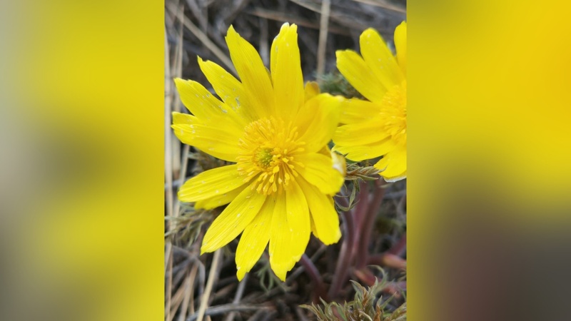 额尔齐斯森林花开正盛 官方提醒：违规采摘将被追责