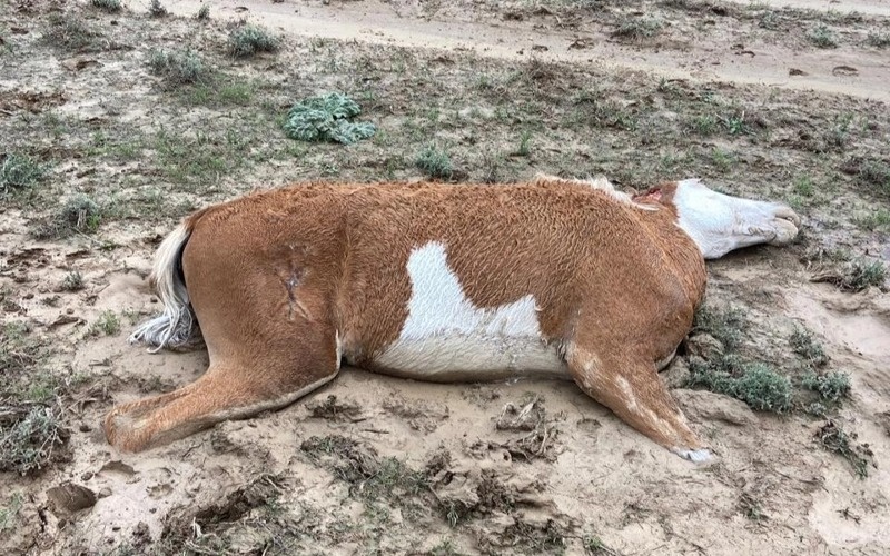 Гибель лошадей, скот