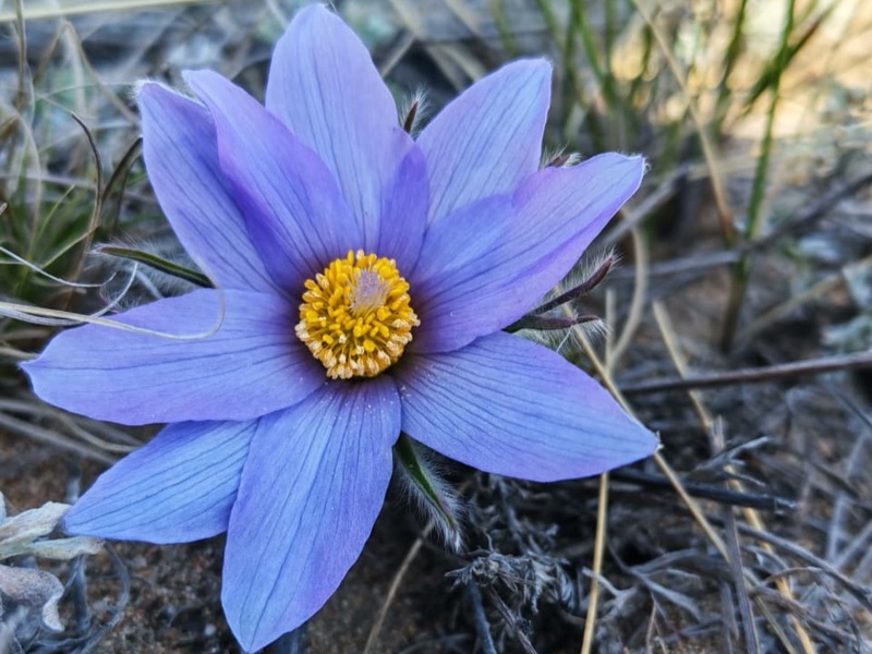 pasqueflower