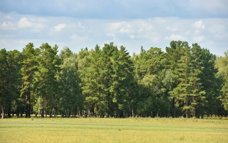 лес