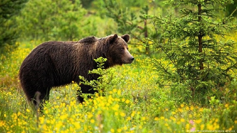 Польшада қонжықтарын қорғаған аю 58 жастағы әйелді талап өлтірді