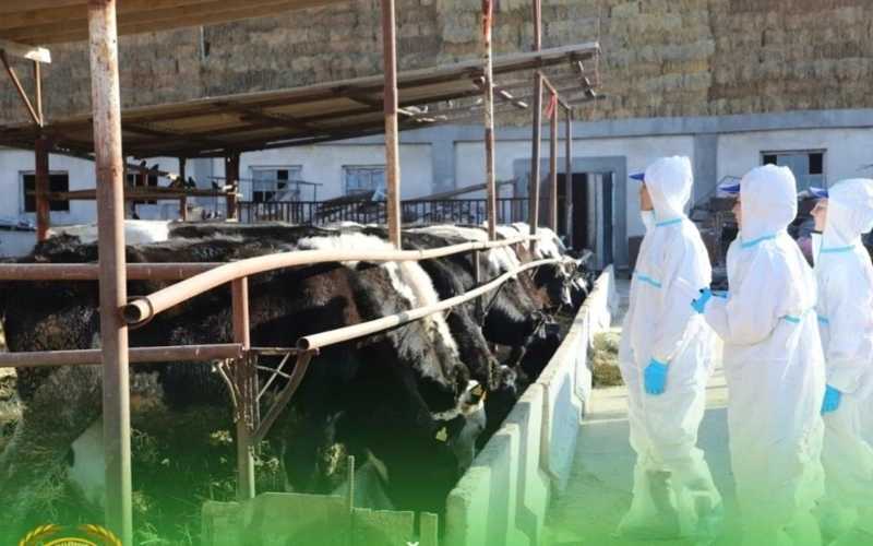 Ветеринарный контроль на границе намерены упорядочить в Кыргызстане