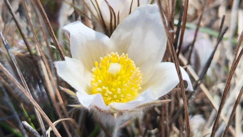 East Siberian pasqueflower