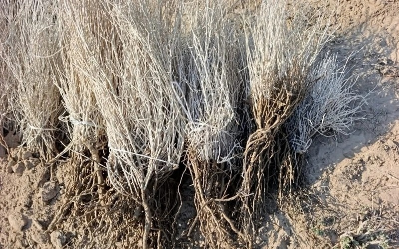 Как выполняется план по&nbsp;высадке саксаула на&nbsp;высохшем дне Аральского моря