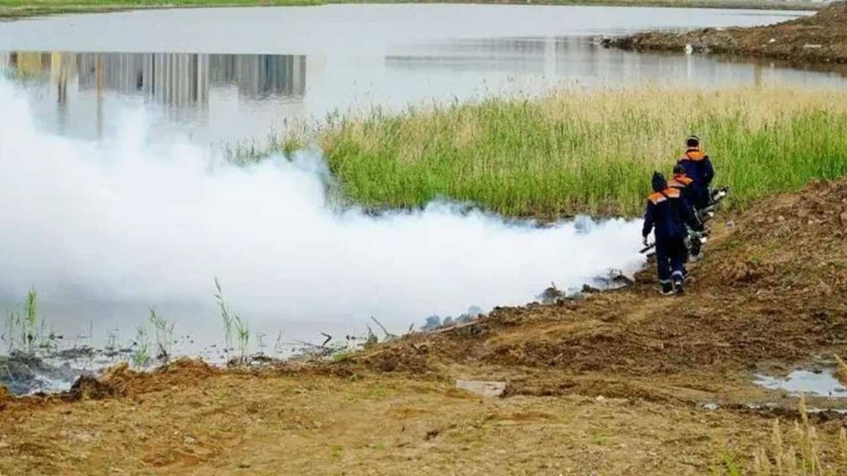 Астанада масаға қарсы дезинсекция басталды: 8600 гектар су айдыны өңделді