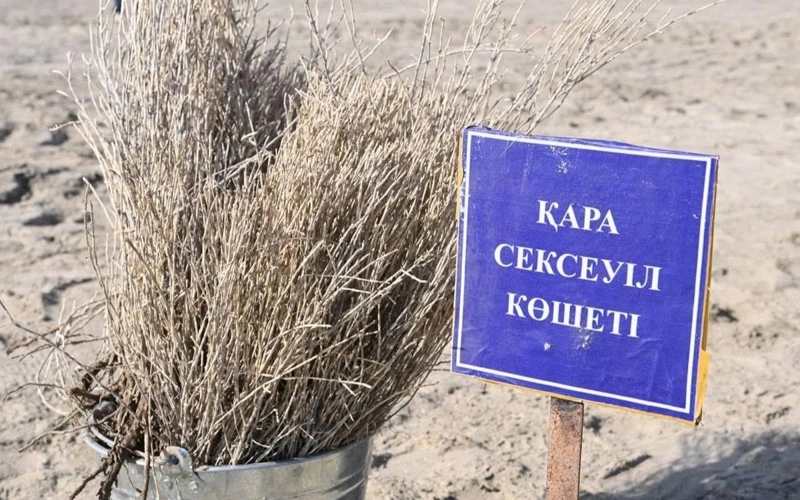 Как выполняется план по высадке саксаула на высохшем дне Аральского моря