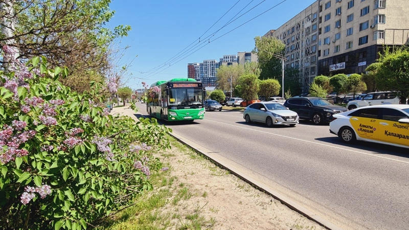погода, автобус, цветы, дорога