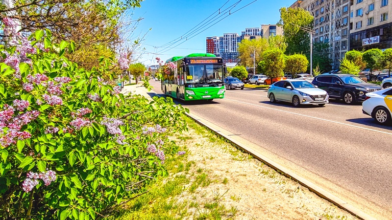 погода, автобус, цветы, дорога