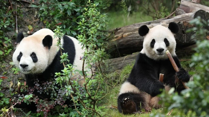 China to send two giant pandas to US, highlighting 'bridge of friendship'