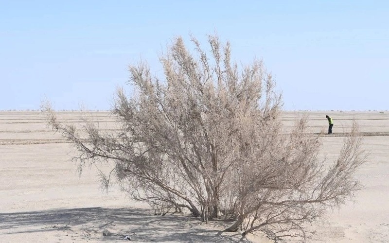 Как выполняется план по&nbsp;высадке саксаула на&nbsp;высохшем дне Аральского моря