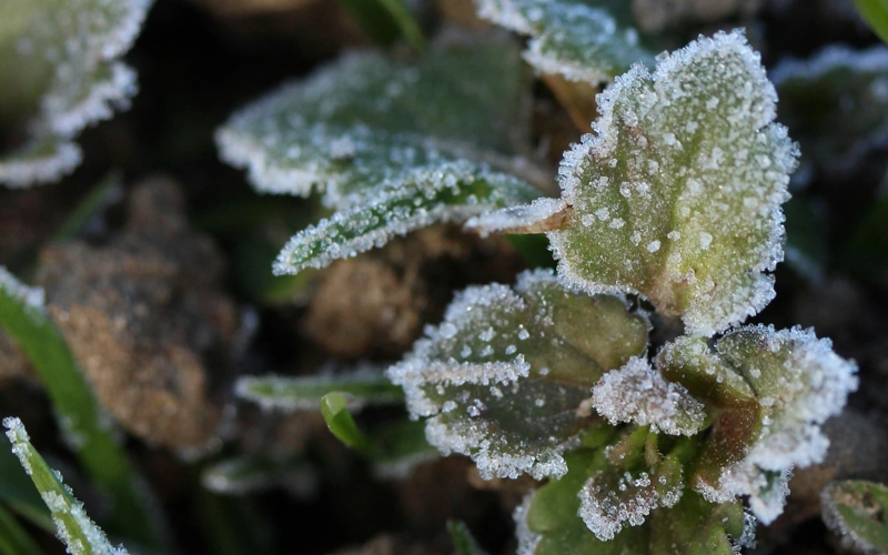 Frosted nature
