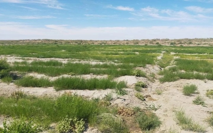 Как выполняется план по&nbsp;высадке саксаула на&nbsp;высохшем дне Аральского моря