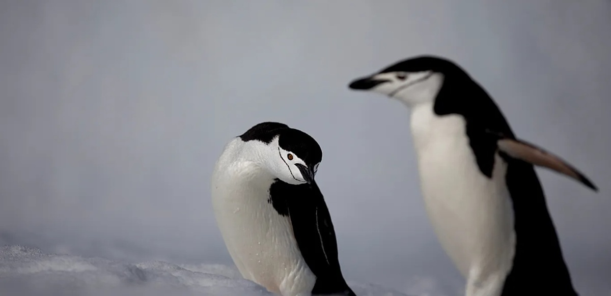 Дүниежүзілік пингвиндер күні: Антарктика символының саны азайып барады