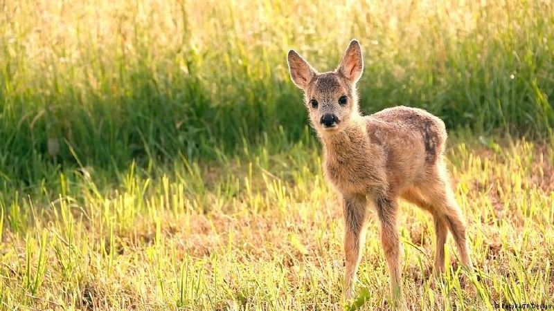Германияда дрондарға шектеу күшейіп, бұғының төлдерін құтқару қиындады