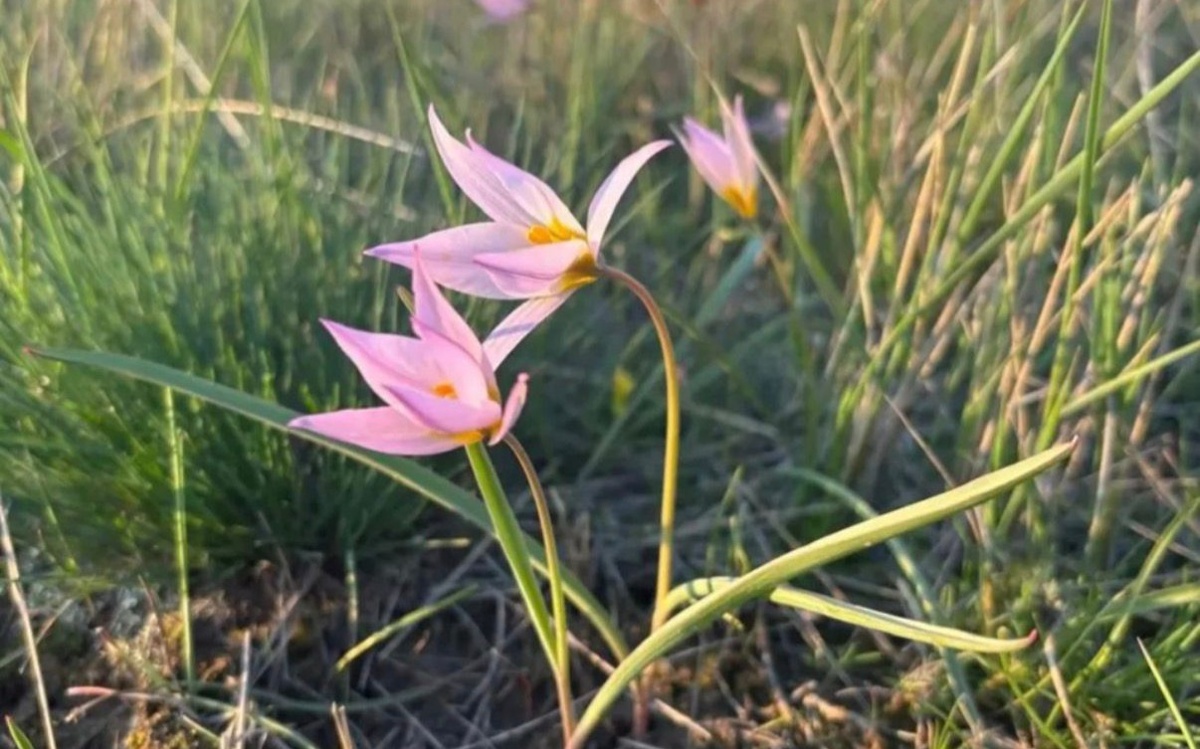 Қостанай облысында Қызыл кітапқа енген сирек қызғалдақ гүлдеді