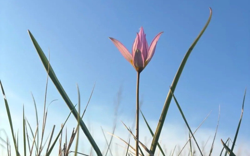 Редкий краснокнижный тюльпан зацвел в степях Костанайской области
