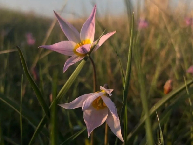 Редкий краснокнижный тюльпан зацвел в степях Костанайской области