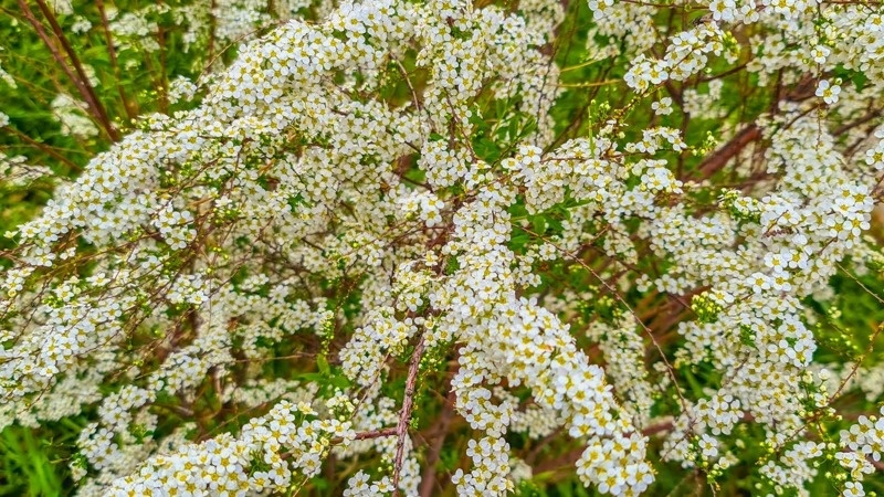 Almaty welcomes spring drowned in flowers