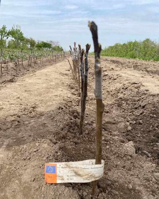 яблоня, подвои яблони