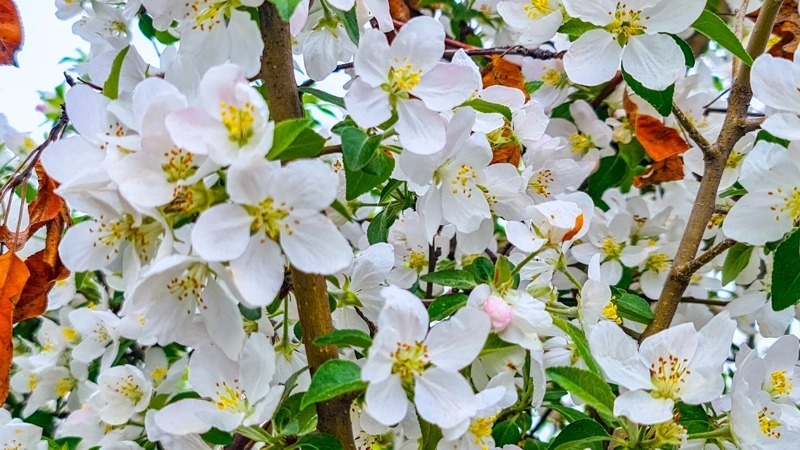 Almaty welcomes spring drowned in flowers
