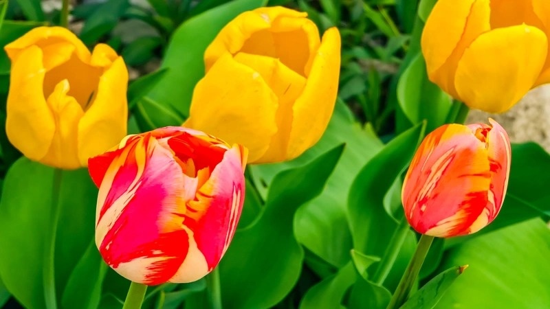 Almaty welcomes spring drowned in flowers