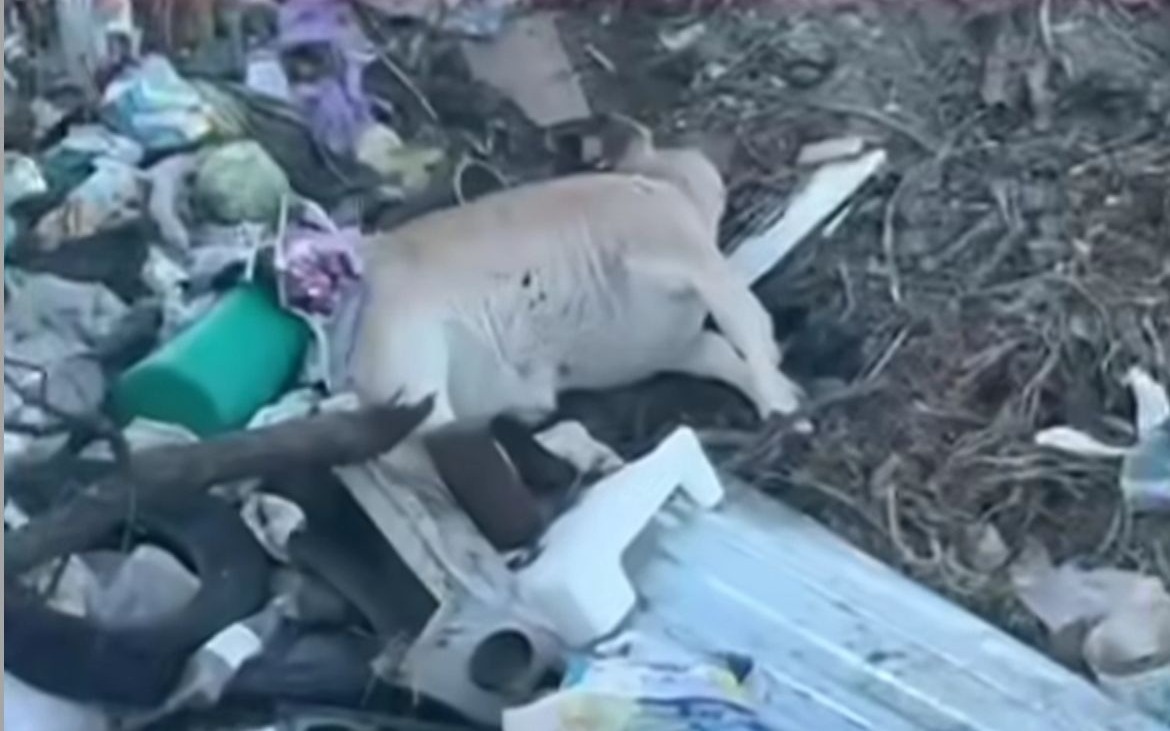 Жетісу облысында жануар қалдықтары табылған қауіпті қоқыс полигоны анықталды