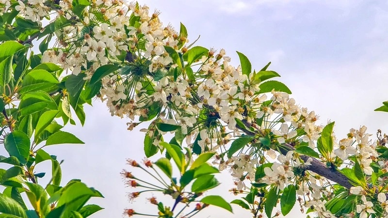 Almaty welcomes spring drowned in flowers