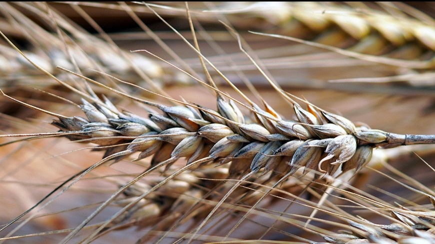 Грузияда бидайдың арғы тегі болуы мүмкін ежелгі дәндер табылды