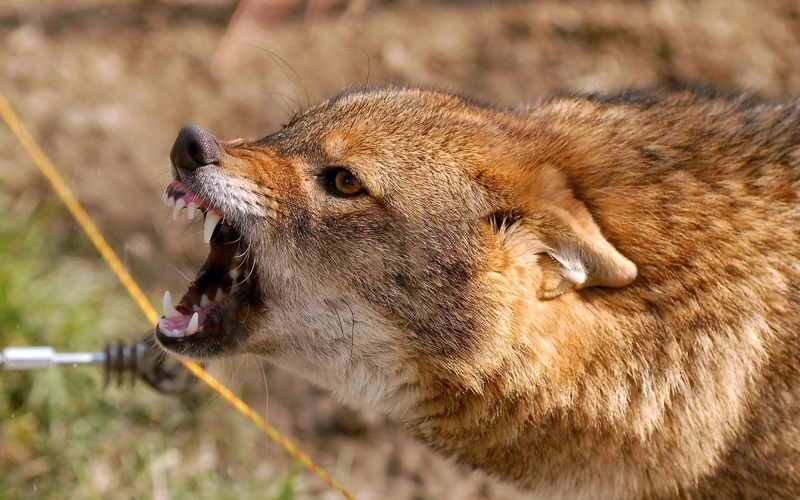 Шакал