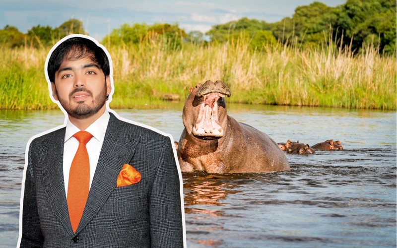 Anant Ambani, Colombian hippos, India, hippos, hippopotamuses