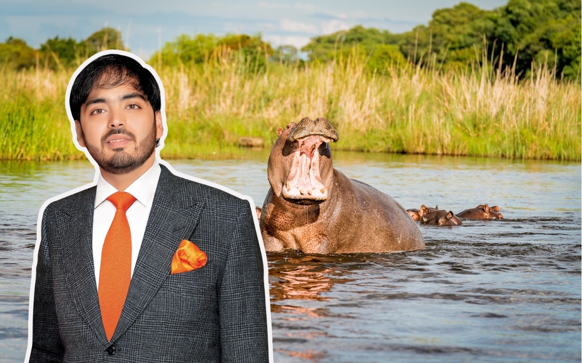 Anant Ambani offers to relocate 80 Colombian hippos after culling plan sparks debate