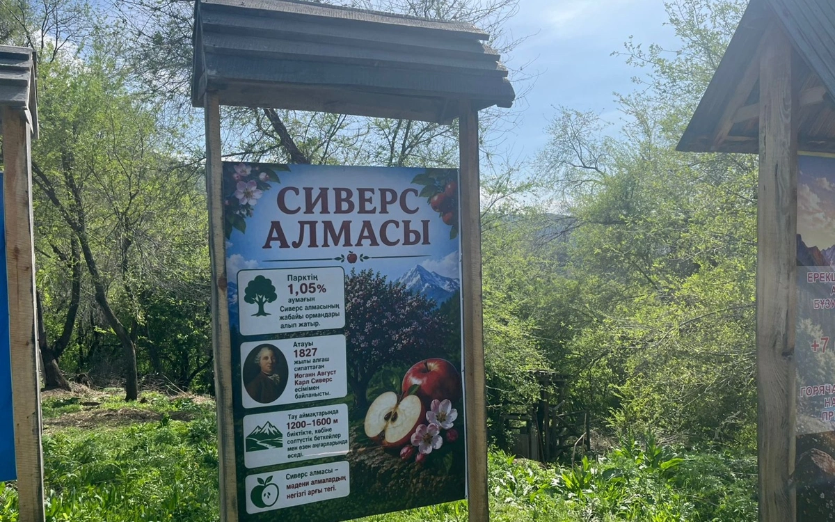 Как цветет прародитель всех яблок в области Жетысу: ФОТО